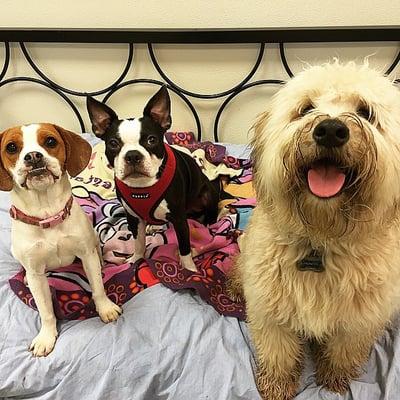 Hunter with two of his buddies at Puppy's Playpen.