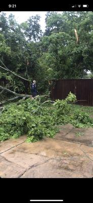 Houston Tree Team