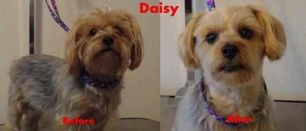 Daisy