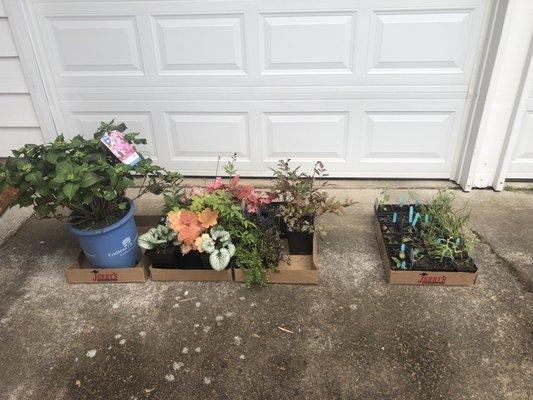 Right: $290 from burpee.com. Left: $288 from my local nursery.