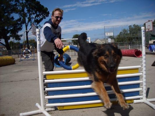 My dog, Cindy, doing an agility course.