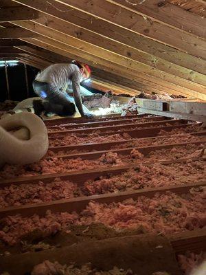 Vacuum Removal of old insulation in attic.