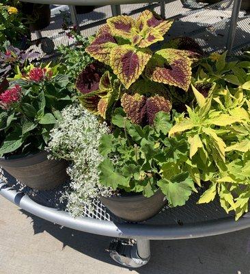 Great selection of potted plants, now 25% off