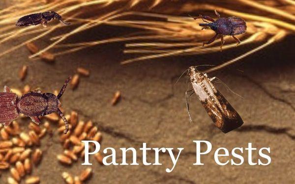 Pantry Pests!