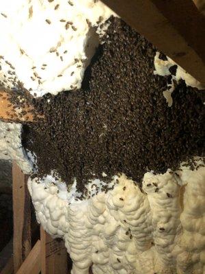 Huge hive inside attic