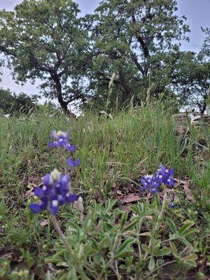 Bluebonnets right on our site