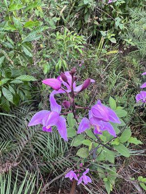 Native Florida orchid!