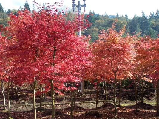 Green Japanese Maples in fall