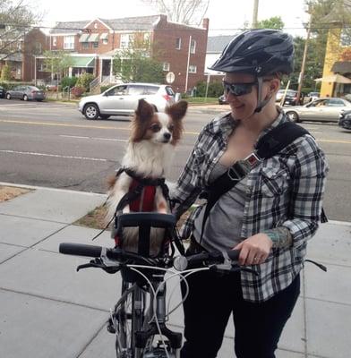 Rex arriving in style for another day of doggie daycare! We miss him very much now that his family has moved to New Mexico.