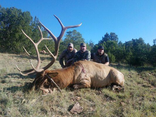 Trophy Elk