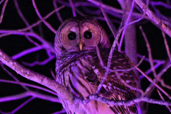 Owl on the prowl. Image by Mechthild Molter-Snyder.