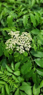 Elderberry plant