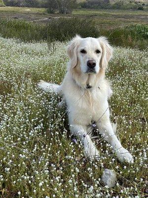 Yes, this is Sarah the Search Dog