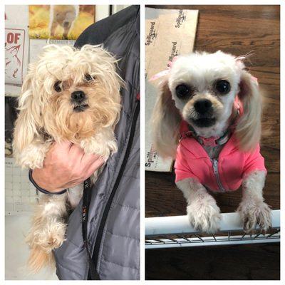 Before and after of our rescue girl Annie. What a difference!