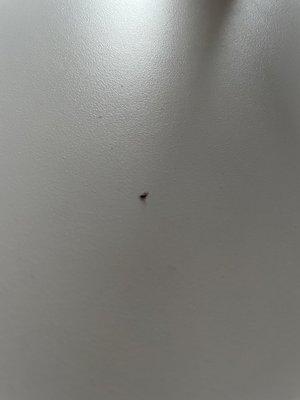 Bug on table