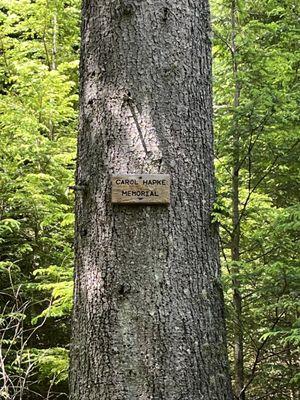 Hemlock memorial tree