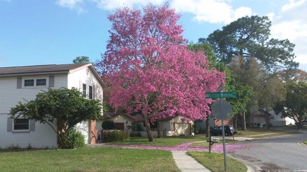 my favorite tree, longwood florida,Tabebuia tree