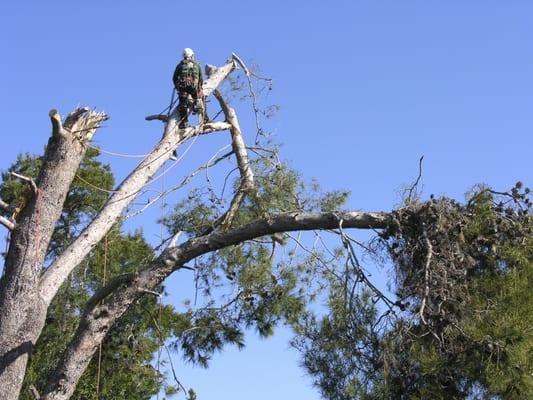 Tree Service Eugene Oregon