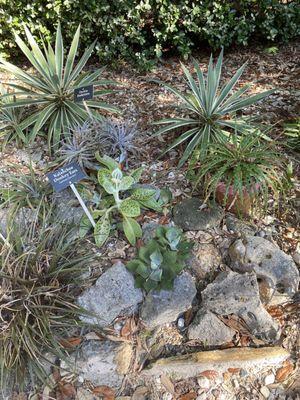 Nature Coast Botanical Gardens and Nursery