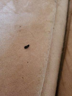 Rat feces on couch