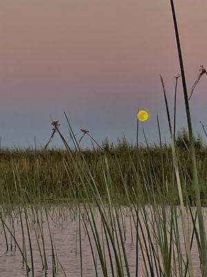 The Strawberry Moon during a moonlight paddle on June 13.  From a kayak is just a beautiful way to moon gaze!