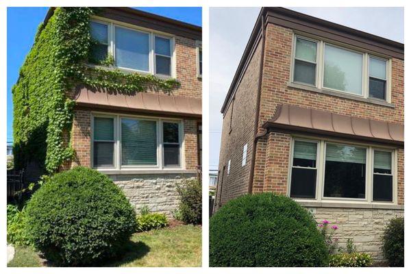 Before and after vines on the house