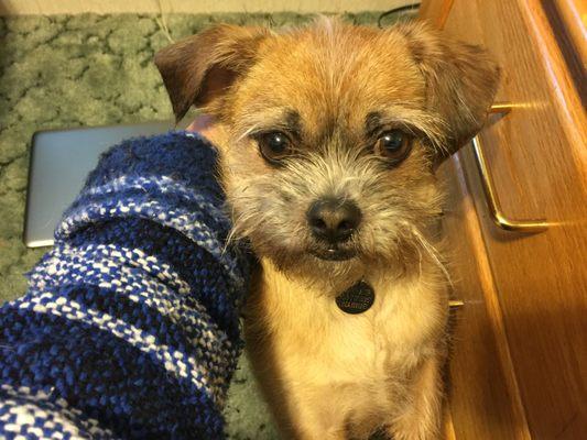 Tam O'Shanter The shop dog! (Store Greeter)