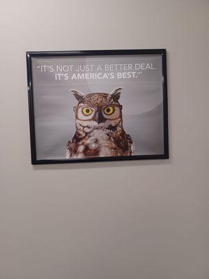 The American Best Owl