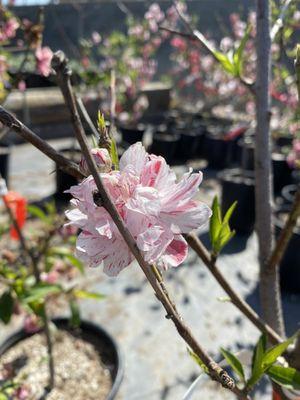 1/27/2021 peppermint peach blossom tree - non fruit producing $35