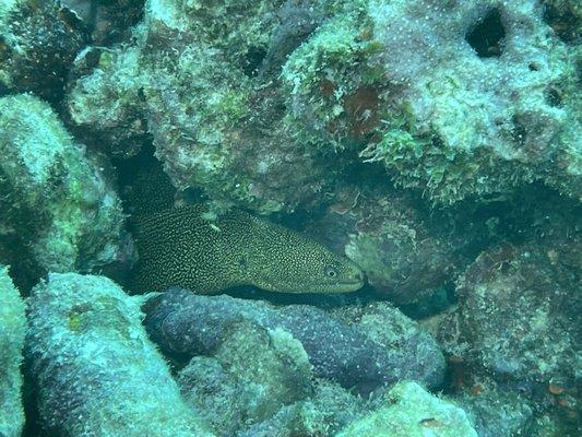 Moray Eel