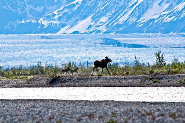 Moose family with the Knik Glacier in the background