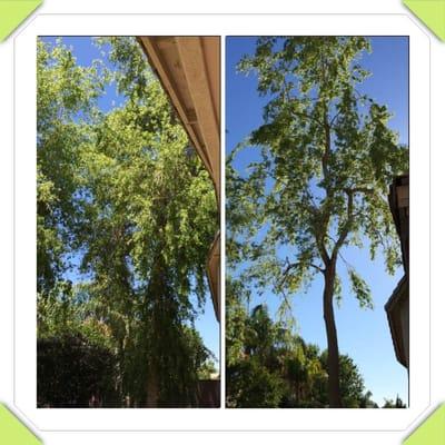 Sissoo tree - before and after