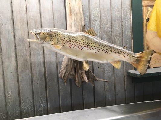 Brown Trout