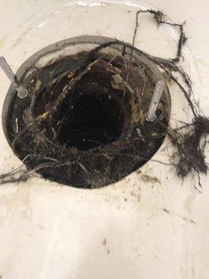 Tree roots growing inside toilet line from under the house.   Having a sewer cleanout access is definitely necessary.