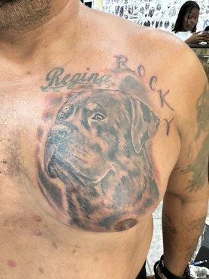 Rocky the Rottweiler coverup of old tattoo!