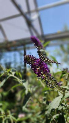 Butterfly garden