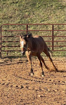 TWP Mighty Old Gold, our keeper yearling colt by AQHA/FQHA Mighty Lil Jay. Full sibling available in 2024.