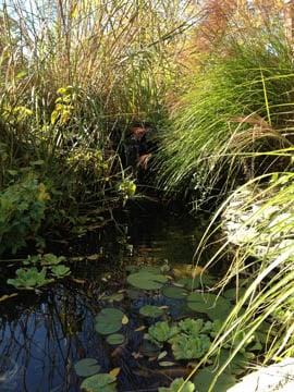 Outdoor pond