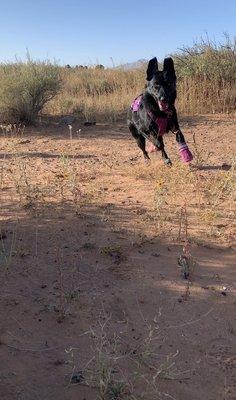 Barker Haus trains in all sorts of things including search and rescue and competition search and rescue.