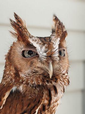 Audubon Center for Birds of Prey