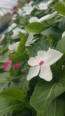 Bedding Plants