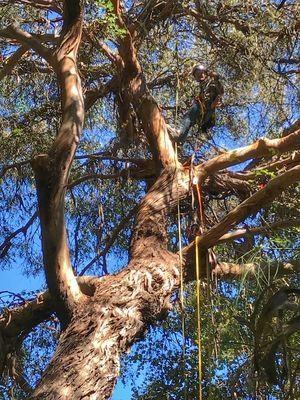 Deadwood Removal, Very rare bald cypress.