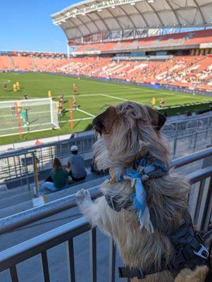 Pups at the Pitch