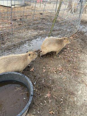 Capybaras