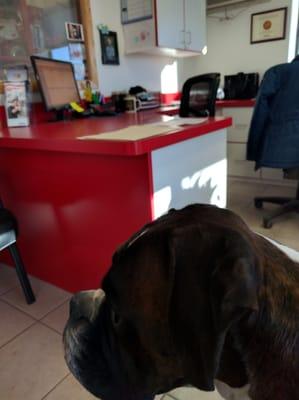 Office area - dog friendly!