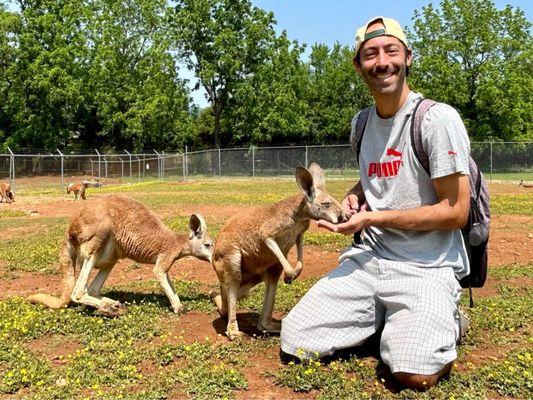 The kangaroos are gentle and will gladly eat the pebbles out of your hand.