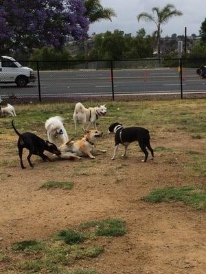 Small dog park fun!