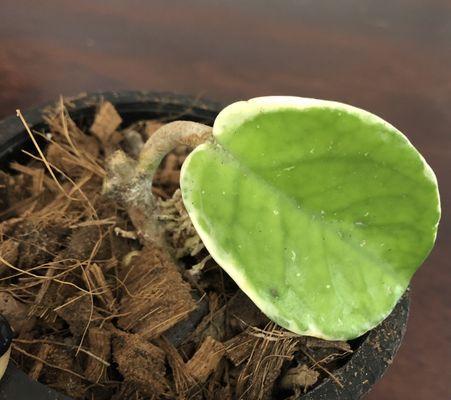 Hoya Chelsea Albo Marginata