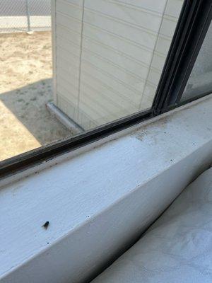 Look how disgusting this window sill was left, plus a nice gift of a dead fly!