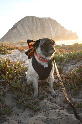 Our puggerfly on a hill across the street from the RV site.